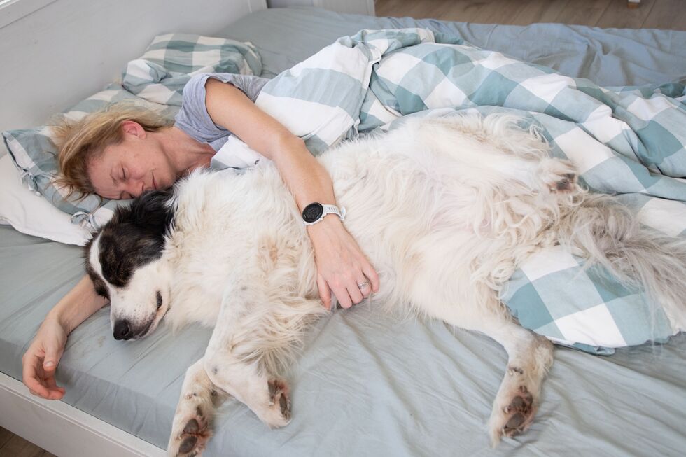 Será que é boa ideia dormir com os patudos? Fique com os prós e contras
