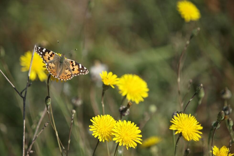 ONG alerta para extinção da borboleta-branca-da-Madeira e perda de espécies