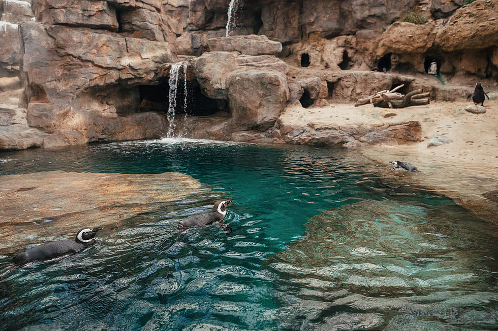 Os pinguins estão de volta ao Oceanário. E com direito a nova casa