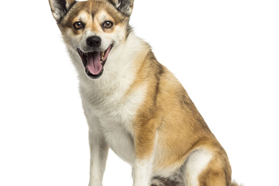 Do deserto ao gelo. Conheça as 5 raças de cães mais raras e surpreendentes do mundo