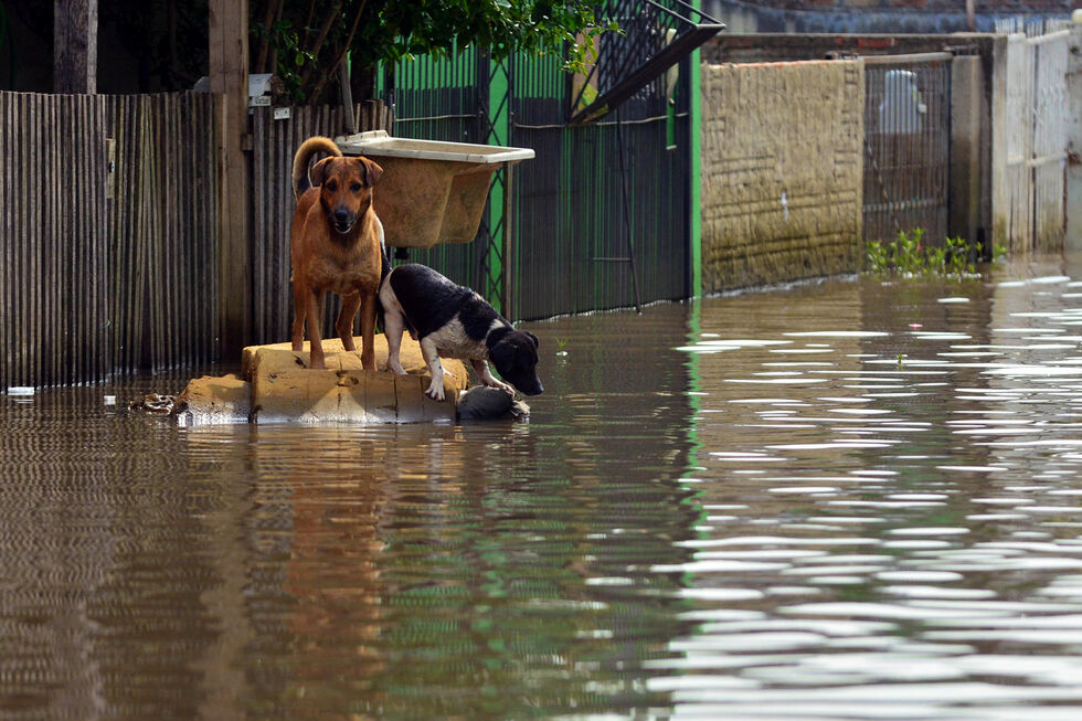 Tempestades e cheias andam de mãos dadas. Siga estas dicas para proteger os seus animais