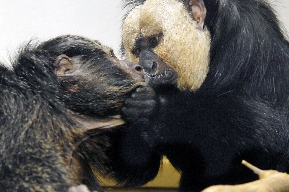 Cientistas revelam: beijo surgiu há milhões de anos no reino animal