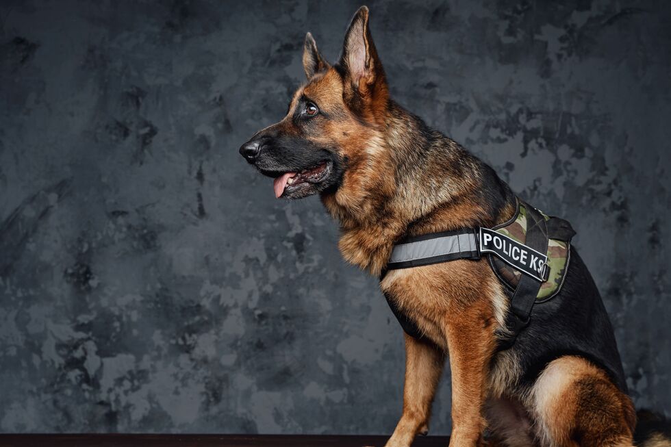 Projeto 'Adota Cães Heróis' ajuda PSP a encontrar famílias para cães-polícia reformados