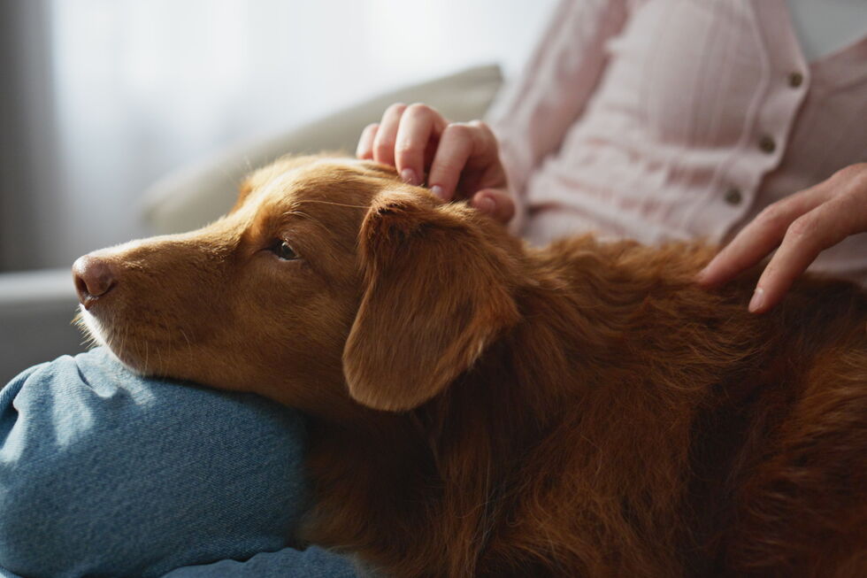 Cão recebe carinho enquanto se investiga se também sofrem de AVC
