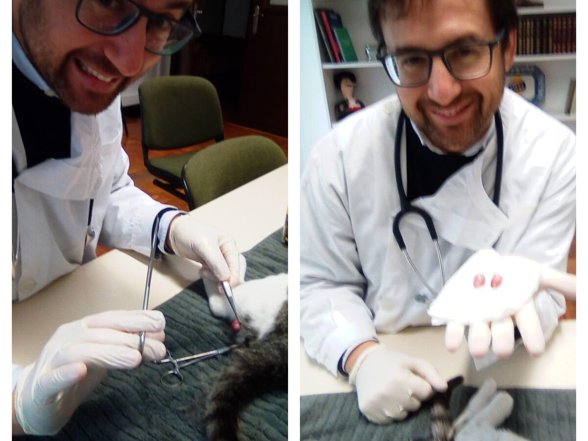 Deputado Pedro Frazão fez castração ilegal na sede do Chega