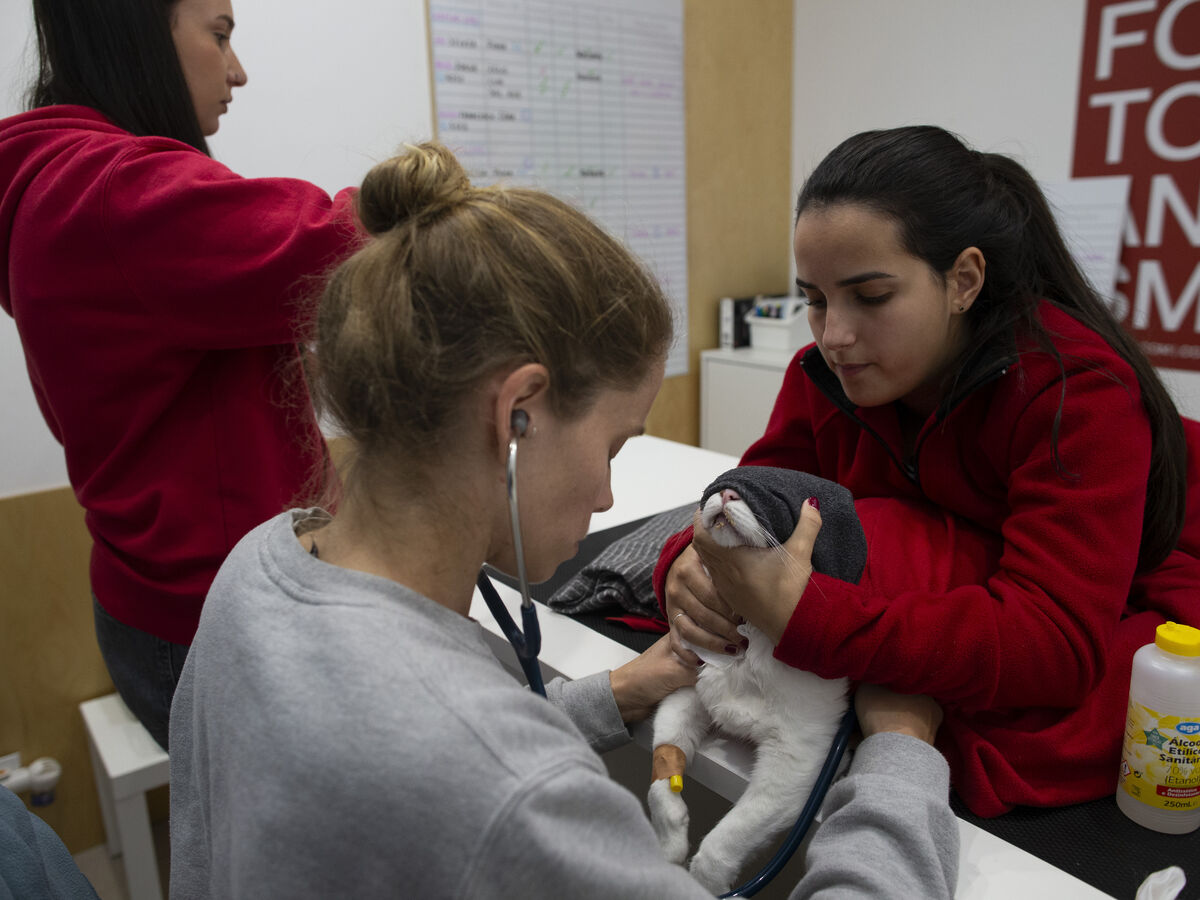 O sangue dos animais pode salvar vidas