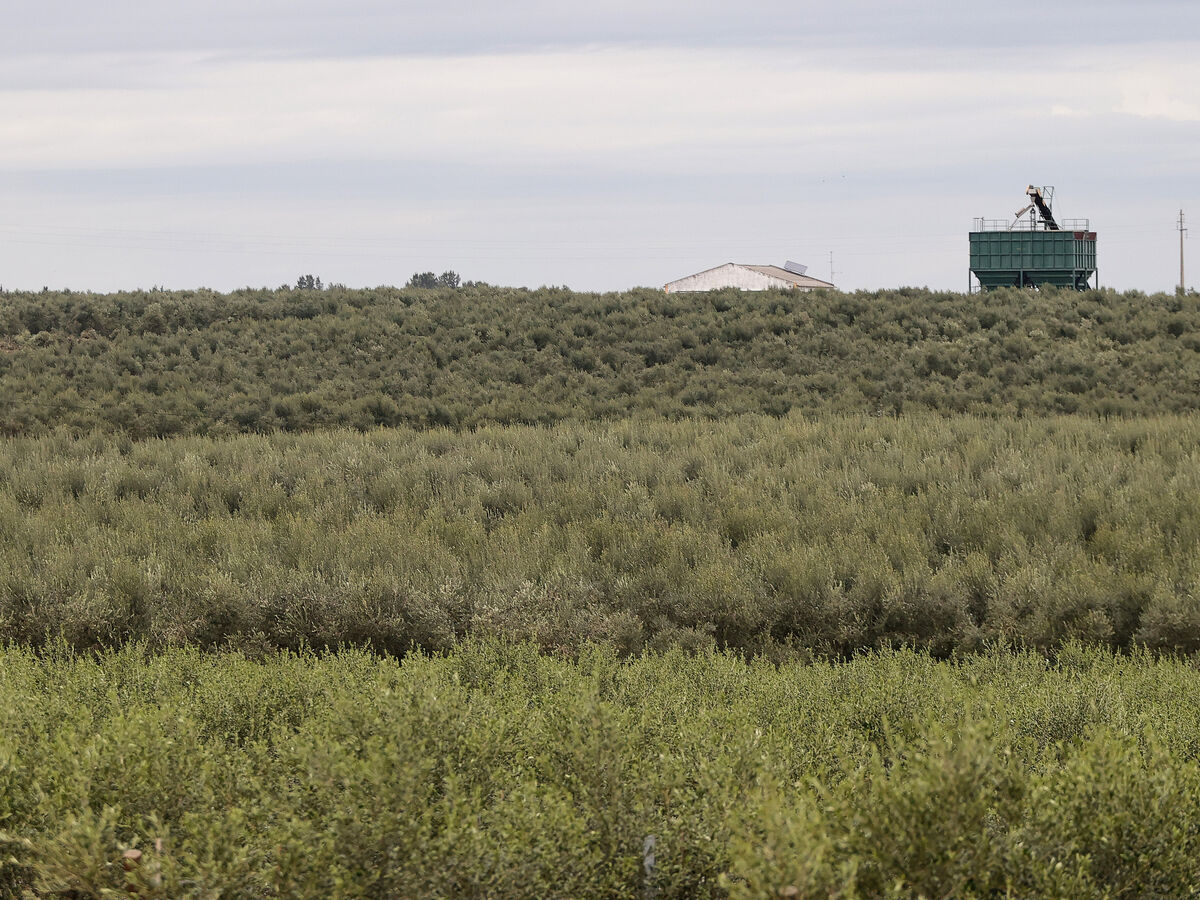 Quem é Vítor Makoi, o homem da rede de tráfico humano na Cabeça Gorda?