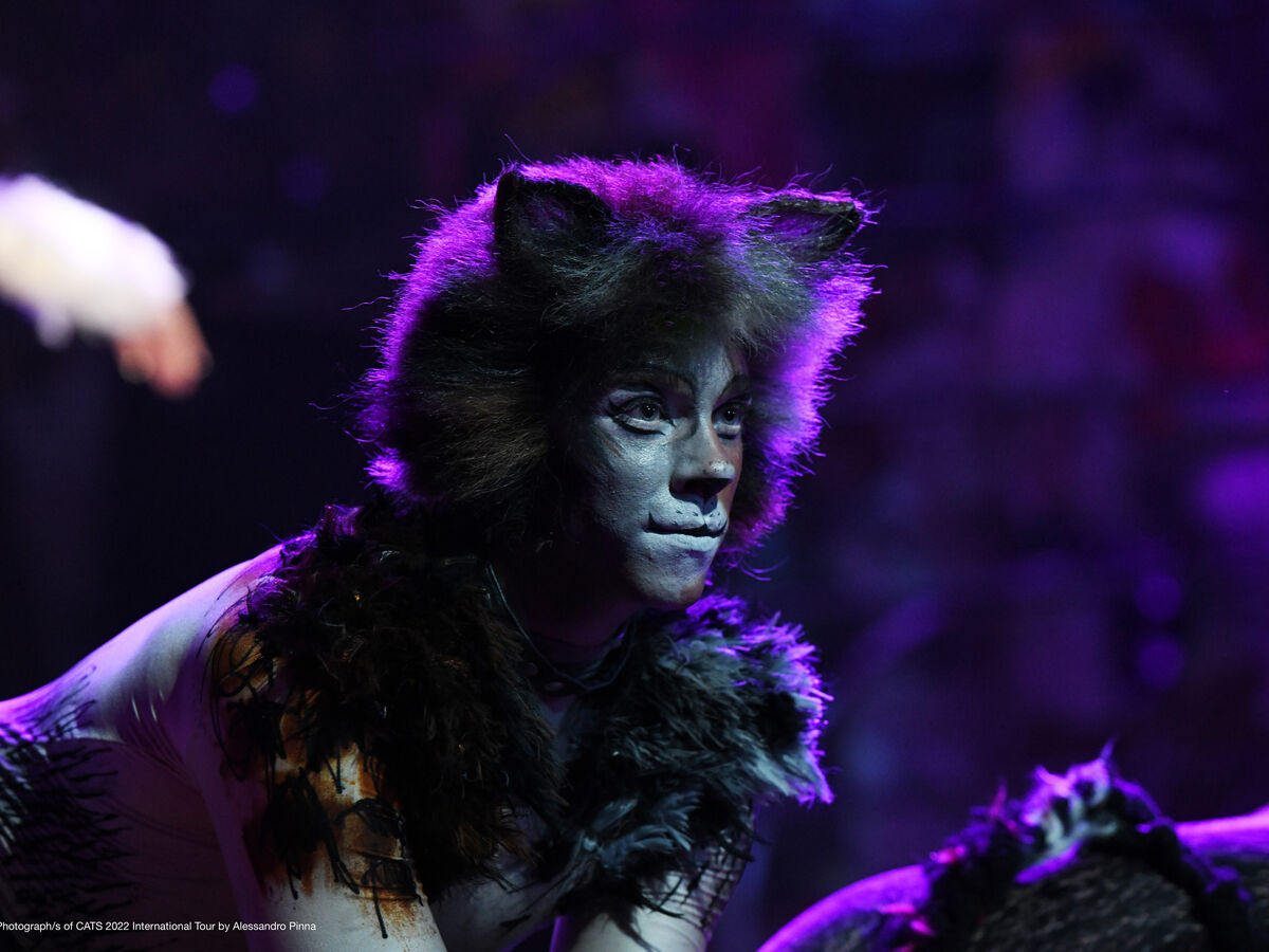 Cinco razões para ver o musical "Cats"