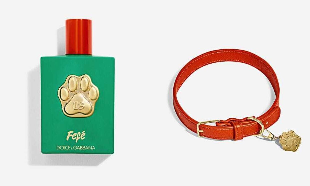 Dolce & Gabbana lançam Fefé, perfume sem álcool para cães, inspirado no poodle de Domenico Dolce