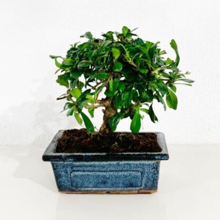 Bonsai Carmona – 5 Anos