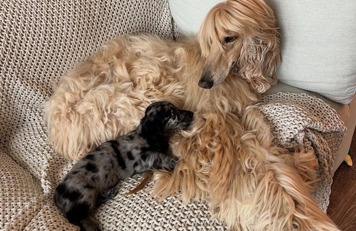 Galgo afegão foge de Dachshund e vídeo viraliza entre internautas