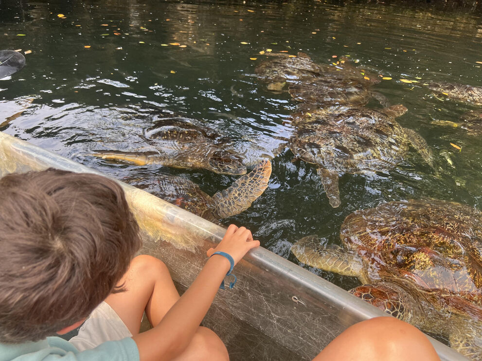 No aquário de  Mnarani, onde pode nadar com  tartarugas