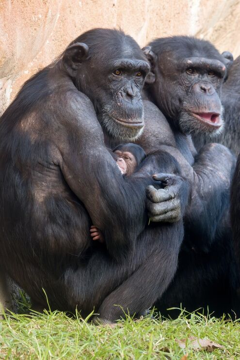 Jardim Zoológico de Lisboa recebe nova cria de chimpanzé