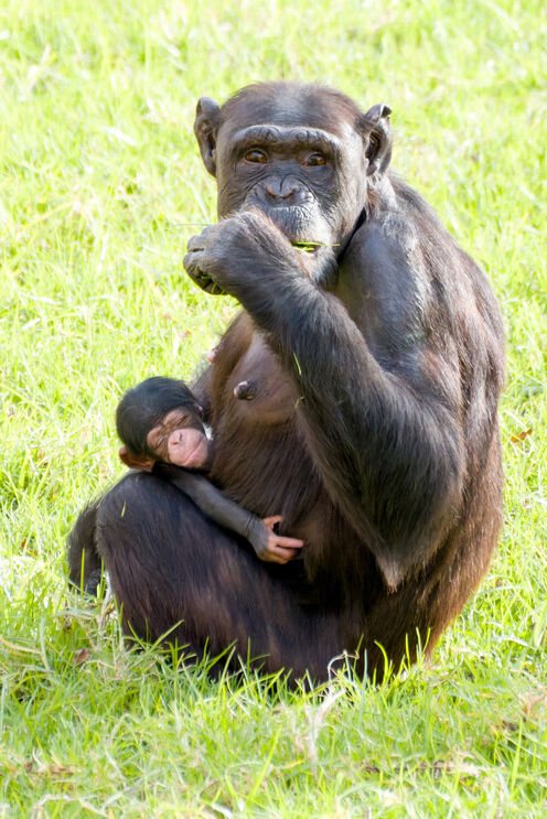 A proximidade da cria da sua mãe é fundamental nos seus primeiros anos de desenvolvimento
