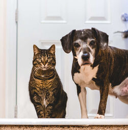 Cuidados, rotinas e bem-estar. O que muda no seu animal após a esterilização?