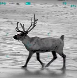 Rena foge de evento de Natal e é encontrada a passear numa praia no Reino Unido