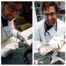 Deputado Pedro Frazão fez castração ilegal na sede do Chega