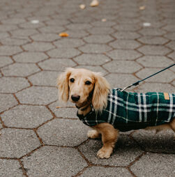 Moda ou proteção? Tudo o que precisa de saber sobre a roupa para cães e gatos no inverno
