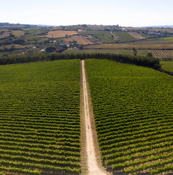 Aumentos 'absurdos' dos custos de produção preocupam viticultores do Douro