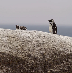 Pinguins-africanos foram vítimas de fome em massa na África do Sul