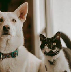 É o fim do 'anonimato' dos patudos: UE aprova novas regras para bem-estar e rastreabilidade de cães e gatos