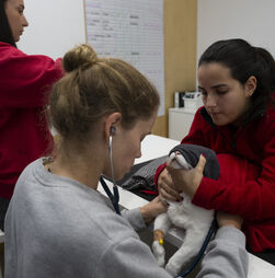 O sangue dos animais pode salvar vidas