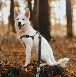 Trilhos, trelas e muitas patas. A Cão-minhada está de volta a Oeiras e as vagas são limitadas
