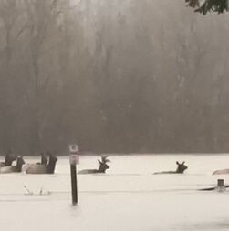 Vídeo mostra alces a atravessar campo de futebol totalmente alagado nos EUA