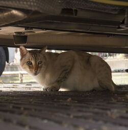 Motores quentes, noites longas, chuva e nevoeiro. Eis 5 cuidados para proteger os gatos de exterior no inverno