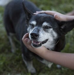 Velhotes, mas com muito amor para dar. Descubra como pode proteger as articulações do seu patudo no inverno