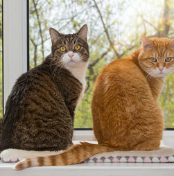 O seu gato 'conversa' mais com o seu companheiro do que consigo? Estudo confirma que os felinos preferem os homens às mulheres para 'socializar' 