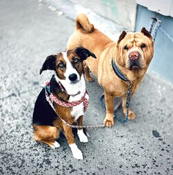 O seu animal de estimação desapareceu? Então tenha cuidado com estes burlões! Câmara Municipal de Lisboa lança alerta de burla com animais desaparecidos
