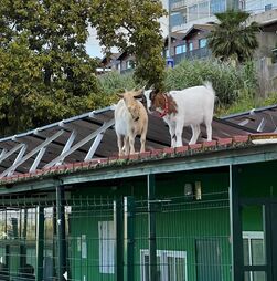 Cabras, procuram-se: clube Operário Lisboa diz 'que poderá ter havido' roubo das suas Marias 