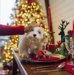 Do chocolate ao bacalhau: conheça 3 comidas de Natal que são perigosas para cães e gatos mas também 3 mimos seguros