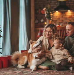 Férias de Natal: hotel, petsitter ou levar o seu patudo com a família? Conheça os prós e contras de cada uma destas opções e Festas Felizes!