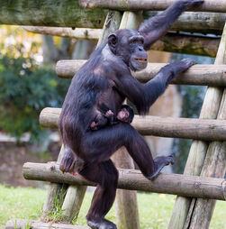 Jardim Zoológico recebe nova cria de chimpanzé