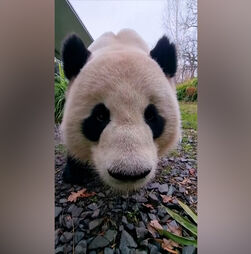 Animais do zoo de Berlim recebem guloseimas para celebrar o Natal