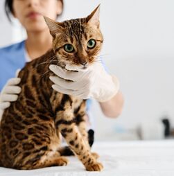 Já fez o check-up anual do seu animal de estimação? É mais importante do que imagina