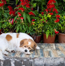 Temperaturas continuam a descer e coloca-se a questão: os cães podem ou não continuar a dormir no quintal?