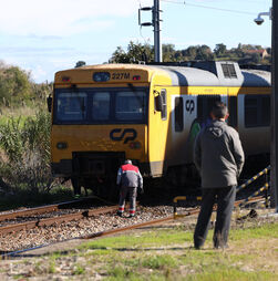 Comboio regional atropelou e matou 100 ovelhas no ramal de Alfarelos