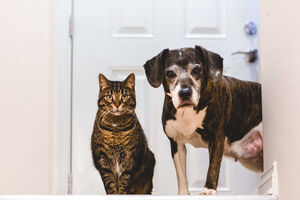 O seu cão ou gato foi esterilizado? Estes são os cuidados que deve ter em conta