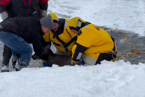 Veado resgatado após cair em lago gelado nos EUA