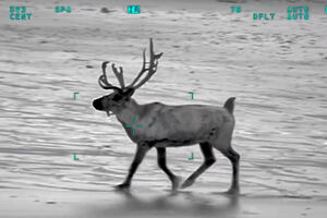 Rena foge de evento de Natal e é encontrada a passear numa praia no Reino Unido