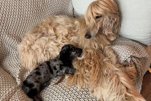 Galgo afegão foge de Dachshund e vídeo viraliza entre internautas