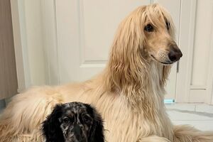 Galgo afegão foge de irmão 'salsicha' e vídeo torna-se viral