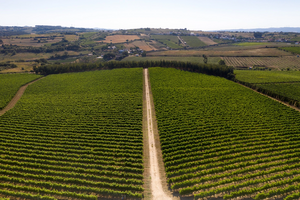 Vinhas sob o céu português