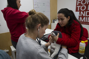 A veterinária Sofia Aparício trata da recolha de sangue do gato Dex e conta com a ajuda de Raquel Fialho