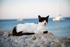 Quer mudar de vida? Um santuário na Grécia procura um cuidador para 55 gatos com alojamento incluído