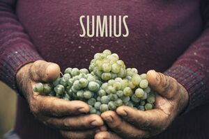 Uvas Sumius, colheita para vinhos elegantes e surpreendentes.
