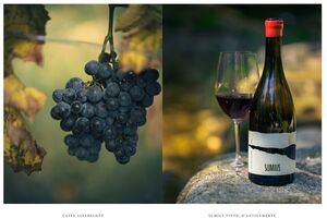 Vinho tinto Sumius, de casta Alvarelhão, uma experiência elegante e surpreendente.
